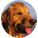 Northwest Michigan Golden Retriever Club Logo